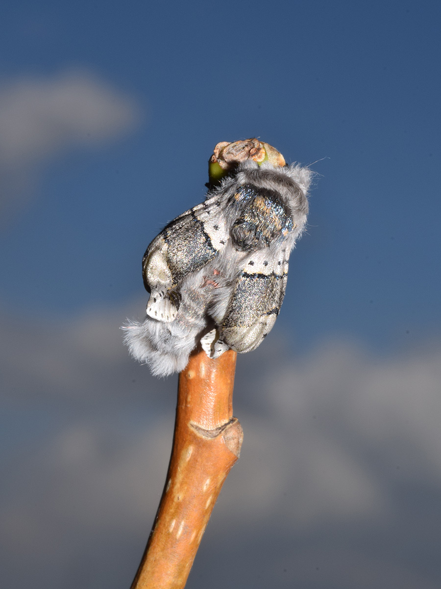 Larva, pupa e adulto di Furcula bifida - Notodontidae